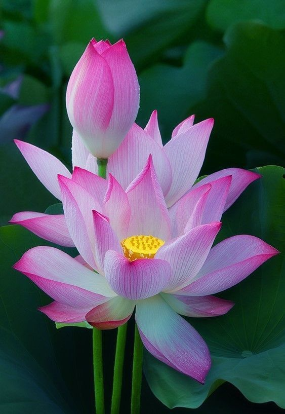 Món đặc biệt của quán | Nhà hàng Happy Lotus